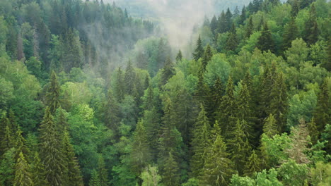 Mountainous-green-forest-with-fog-in-valley,-aerial-drone-shot