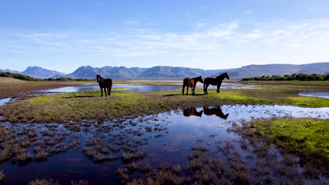 Aerial---Wild-horses-of-Fisherhaven,-reflected-in-shallow-marsh-water