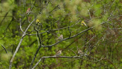 Six-American-goldfinch,-Spinus-tristis-,-sit-on-branches-in-the-breeding-season-after-a-rain-fall