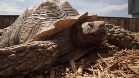 Afrikanische-Spornschildkröte-Liegt-In-Der-Sonne