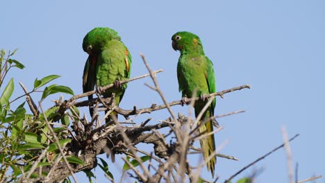 A-pair-of-green-white-eyed-parakeet,-psittacara-leucophthalmus,-neotropical-parrot-native-to-South-America-perched-atop-a-tree-branch,-one-preening-feathers-and-another-curiously-wonders