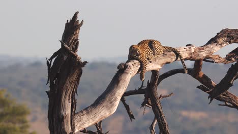 Resting-Leopard-enjoys-view-from-high-dry-tree-branch-in-golden-light