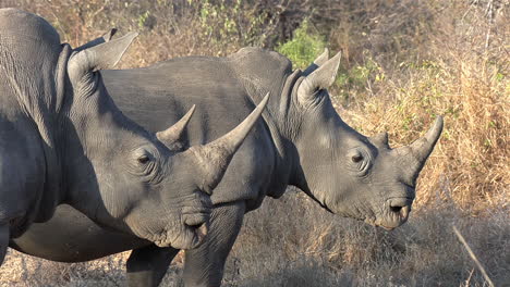Majestic-side-by-side-profile-shot-of-two-Southern-White-Rhino-on-a-sunny-say-in-the-wild-of-Africa