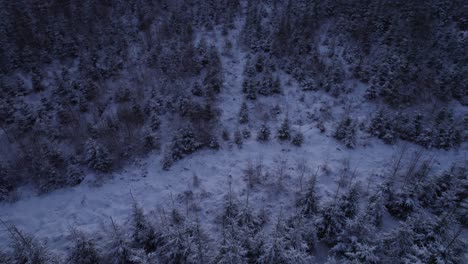 Vista-Aérea-De-Un-Bosque-Congelado-Con-árboles-Cubiertos-De-Nieve-En-El-Paisaje-Invernal---Tiro-Inclinado