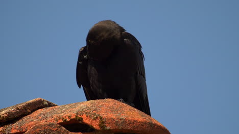 Large-billed-Crow-Perched-On-Mossy-Ceramic-Roof-While-Preening-Itself