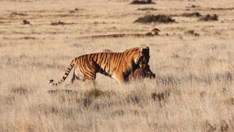 Predator-Bengal-Tiger-drags-warthog-prey-in-golden-savanna-grass