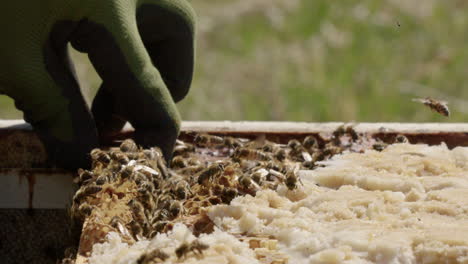 BEEKEEPING---Inspection-of-a-beehive-frame-in-an-apiary,-slow-motion-close-up