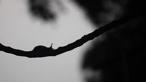 Snail-crawls-along-a-tree-branch---silhouette