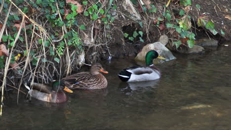 family-of-mallard-ducks-in-riverside-habitat