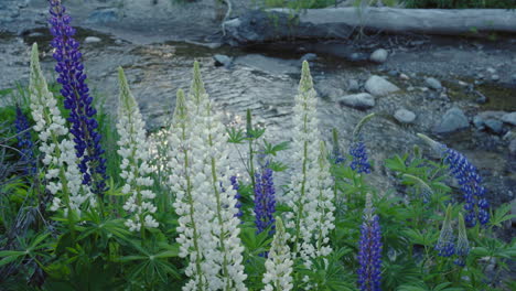 White-lupines-at-the-edge-of-a-river