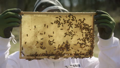 BEEKEEPING---Inspection-of-a-beehive-frame-by-a-beekeeper,-medium-shot