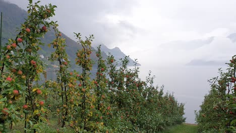 Hardanger-Apple-Orchard,at-the-Hardanger-fjord,-Lofthus,-Ullensvang,-Norway