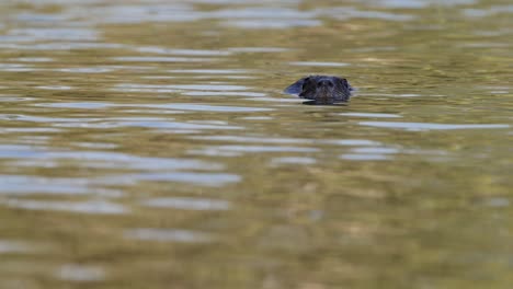 Slow-motion-shot-of-a-wild-coypu,-myocastor-coypus-in-its-natural-habitat,-floating-on-rippling-lake-with-nose-above-the-water-surface