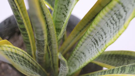 Potted-sansevieria-plant-being-watered-with-a-spray-bottle