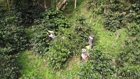 Coffee-farmers-working-hard-to-get-the-fruits-of-the-trees