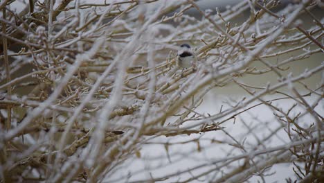 Nahaufnahme-Eines-Kleinen-Vogels,-Der-Im-Winter-In-Zeitlupe-Auf-Einem-Baum-Gefangen-Wurde