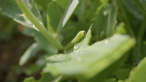 Cabbageworm,-cabbage-white-caterpillar,-on-leaves-with-morning-dew,-focus-pull