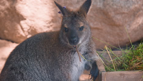 Close-up-of-red-necked-wallaby-eating-grass-from-wooden-box-at-zoo