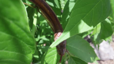 Corn-snake-in-a-tree-close-up-through-the-leaves