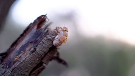 insect,-Cicada-Orni,-sitting-on-a-tree-with-smooth,-defocused-background-in-Zaton,-Croatia