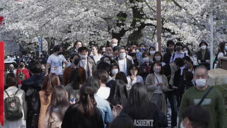 Viele-Einheimische-Mit-Schutzmaske-Nehmen-Am-Hanami-Fest-Mit-Blühenden-Kirschbäumen-Im-Hintergrund-Während-Der-Pandemie-In-Tokio,-Japan,-Teil