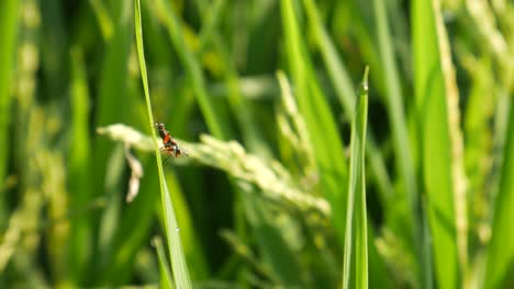 insects-perch-on-rice-leaves-in-the-morning