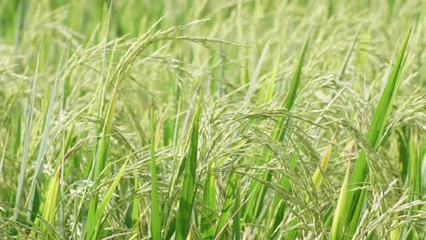 Aufnahme-Einer-Reisplantage-In-Asien-Aus-Einem-Niedrigen-Winkel