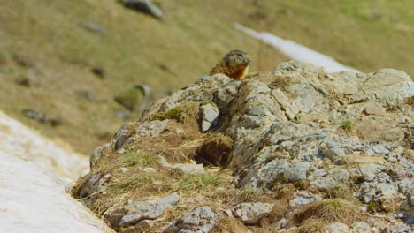 A-marmot-appears-from-behind-a-rock