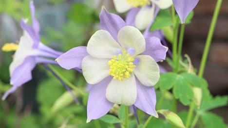 Colorado-has-the-Rocky-Mountain-columbine-as-the-state-flower