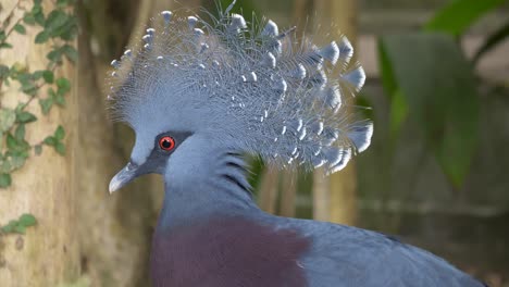 Portrait-shot-of-Victoria-Crowned-Pigeon-resting-in-Wilderness,looking-at-camera---close-up-shot