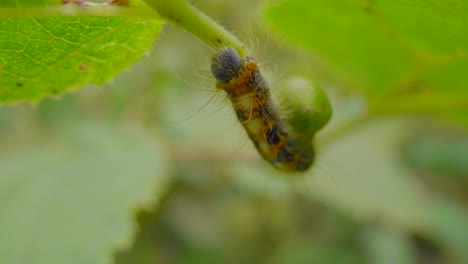 An-caterpillar-hawthorn-bombyx-with-bue-head-moving-slowly-on-leaves-of-a-hazel,-a-beautiful-macro-close-up-shot-with-Laowa-prob-lens