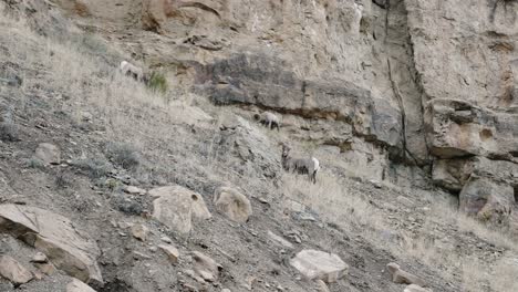 Wild-Bighorn-Sheep-grazing-on-the-side-of-a-mountain