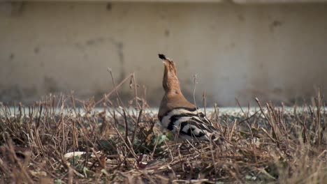 Duchifat-bird-looking-for-food-Slow-Motion