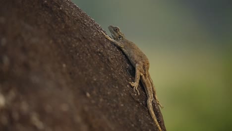 Close-macro-shot-of-a-lizard-on-a-tree-in-Gabon