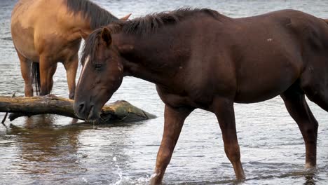 A-wild-horse-walks-through-its-herd-while-eating-in-a-flowing-river