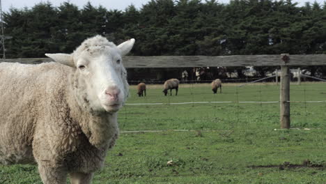 Curious-White-Suffolk-Domestic-Sheep,-COPY-SPACE