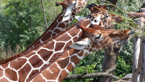 Group-of-cute-giraffes-eating-grass-stalks-feeding-by-people-in-zoo,slow-motion