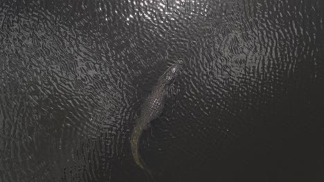 Vertical-aerial:-Large-alligator-in-swamp-vibrates-dark-tannin-water
