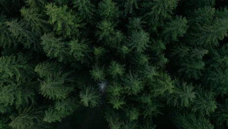 AERIAL---Dense-forest-in-Transylvania,-Romania,-rising-top-down-spinning-shot