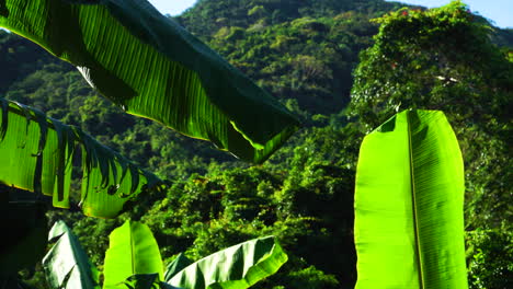 shot-of-bright-green-banana-plants-against-mountain-jungle-backdrop
