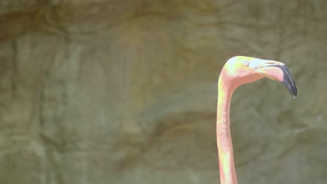 Hals-Und-Kopf-Eines-Rosa-Flamingos-In-Bewegung