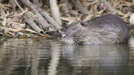 Profile-view-of-a-wild-brown-coypu,-myocastor-coypus-busy-eating-in-a-swamp-environment-while-another-one-swim-pass-in-the-foreground