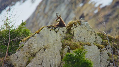 A-chamois-is-lying-on-top-of-a-big-rock