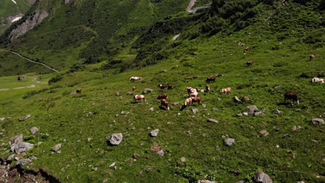 Aerial-View-Of-Herd-Of-Cattle-Grazing-At-The-Green-Meadow-In-Kaprun,-Austria
