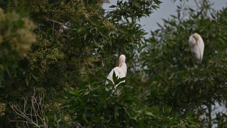 Cattle-egret-wandering-on-the-trees-for-insects-in-the-marsh-land---Bahrain