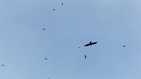Buitres-Volando-En-El-Cielo-Contra-El-Cielo-Azul-Claro