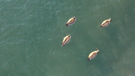 A-top-down-view-over-ducks-swimming-in-the-East-River-in-New-York,-early-on-a-sunny-morning