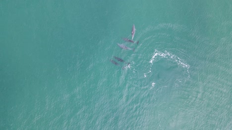 Hohe-Drohnenansicht-Mit-Blick-Auf-Eine-Verspielte-Delfingruppe,-Die-Durch-Das-Klare-Tropische-Wasser-Schwimmt