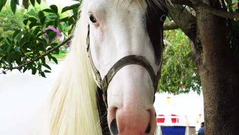 Spotted-horse-with-bridle-under-tree