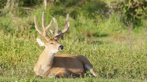 Hoofed-ruminant,-marsh-deer,-blastocerus-dichotomus-gracefully-resting-on-the-ground-by-the-river-full-of-vegetations,-napping-under-the-sun,-occasionally-flapping-its-ears-to-deter-flies